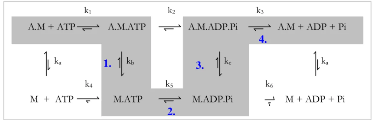 „négyütemű” motornak tekinthetjük [44] (5. és 6. ábra). A miozin fejek ATP jelenlétében az aktin 