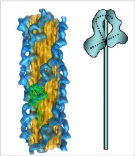 7. ábra. A mio2 „kikapcsolt” szerkezete  Relaxált tarantula izom relaxált vastag  filamentum krio-EM képrekonstrukció