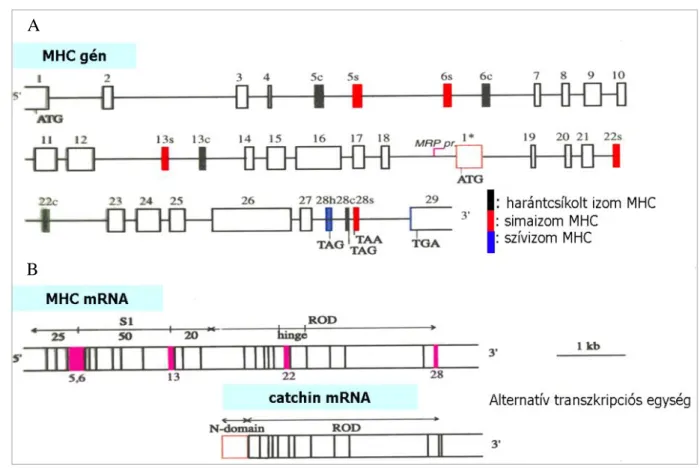 9. ábra. Az fésűskagyló MHC gén (A), valamint az MHC és catchin mRNS szerkezete (B)  A szövetspecifikus alternatív exonokat színkód jelzi