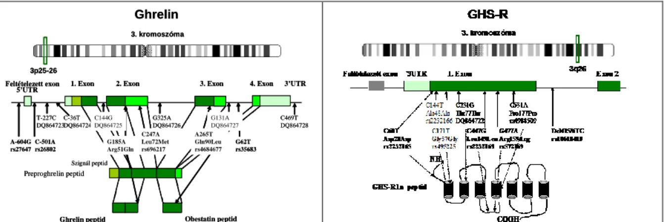 1.1  ábra  A  ghrelin  és  GHS-R  gének  felépítése  és  polimorfizmusaik.  A  félkövér  betűvel  szedett  SNP-eket  genotipizáltuk (5'UTR, nem transzlálódó szakasz az 5' végen)