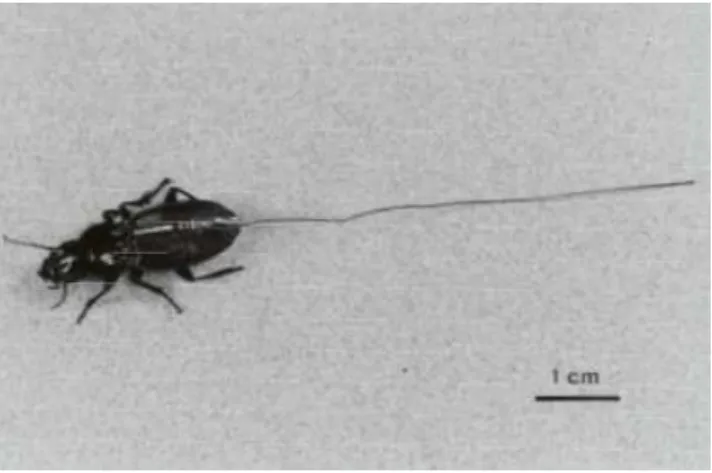 Figure 2.8. A female carabid beetle, Plocamosthetus planiusculus fitted with a Schottkey-type  diode and appropriate aerial for harmonic radar studies