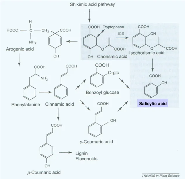 1. ábra. A szalicilsav szintézisének lehetséges útjai növényekben (Métraux, 2002). Bıvebben  ld