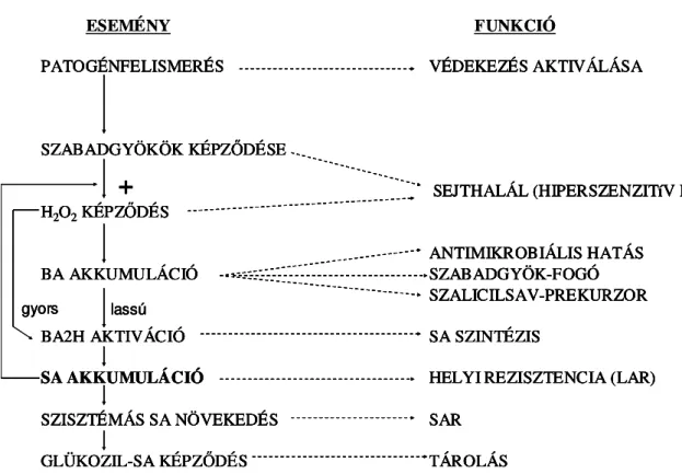 2. ábra. A szalicilsav bioszintézis és a patogénellenállóság kapcsolata (León és mtsai., 1995  után)