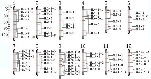 3. ábra. L. pennellii kromoszómaszegmensei L. esculentum introgressziós vonalakban. Forrás: 