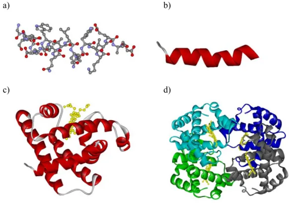 1. ábra. Másodlagos, harmadlagos és negyedleges fehérjeszerkezet. A mioglobin első 20 aminosavja által alkotott alfa hélix kétféle ábrázolásban: a) az összes (hidrogénnél nagyobb  tömegű)  atom  megjelenítésével,  b):  egyszerűsített  szalag  ábrázolással,
