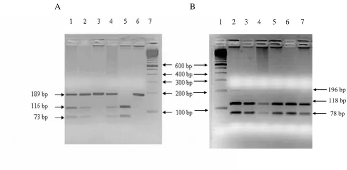 6. ábra A HSP72 (A) és HSP73 (B) gének PCR-RFLP analízise A DNS molsúlymarkert a 7 (A) ill