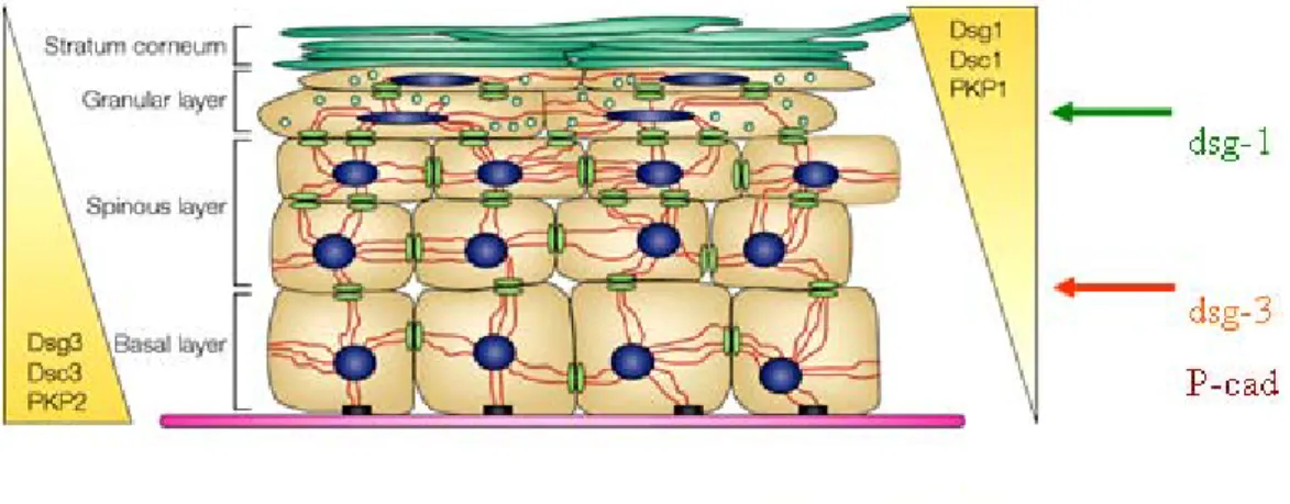 2. ábra  A vizsgált dsg-1, dsg-3 és P-cad kifejeződése a humán bőr epidermisében 
