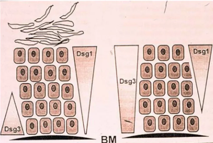 3. ábra: A dsg-1 és dsg-3 megoszlása epidermisben és nyálkahártyán. 
