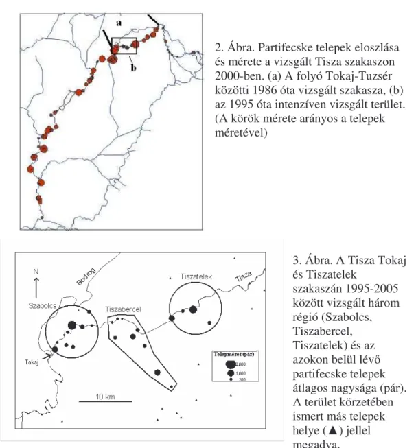 2. Ábra. Partifecske telepek eloszlása  és mérete a vizsgált Tisza szakaszon  2000-ben