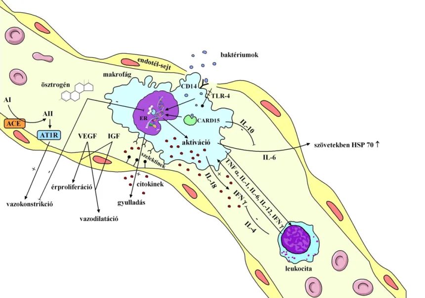 4. ábra. Veleszületett immunitás, vazoreguláció és endokrin környezet. Genotípus-fenotípus asszociációs vizsgálataink során elemzett  gének termékei közötti kapcsolat a makrofágok, egyéb leukocitak és endothelsejtek szintjén