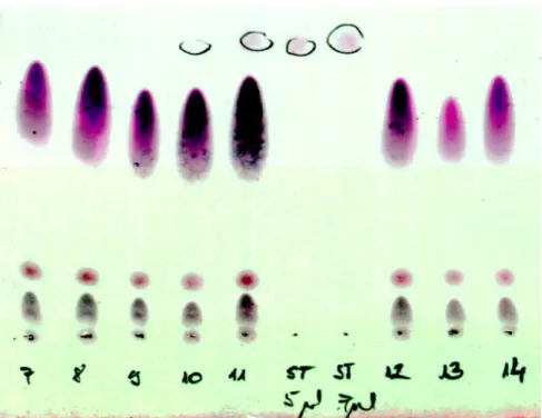 5. ábra: A hormontartalmú tisztított minták PT hatásának vizsgálata TLC lapokon. 