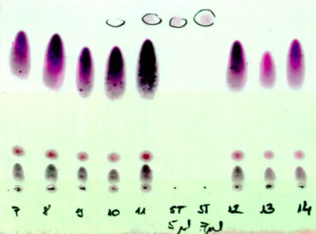 2. ábra: A hormontartalmú tisztított minták PT  hatásának vizsgálata TLC lapokon  