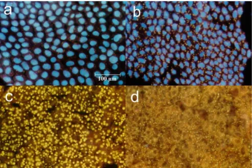 7. ábra: PG sejtek fluorescensz  mikroszkópos képei  