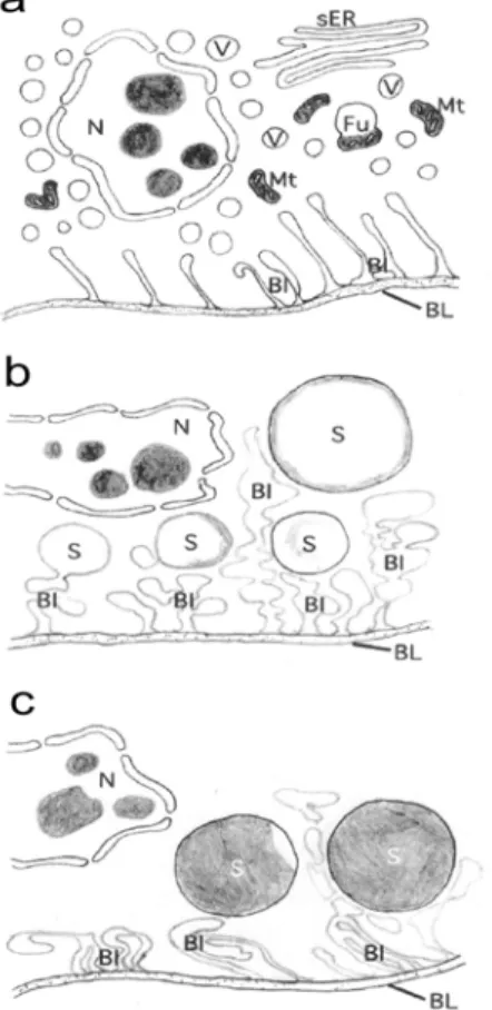 8. ábra: A PG-sejtben zajló dinamizmus sematikus ábrázolása a  mikroszkópos képek alapján; az LD-k kialakulása és fejlődése