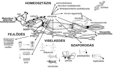              1. ábra: A (neuro)hormonok által irányított legfontosabb életfolyamatok a rovarokban 