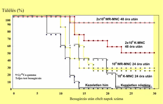 14. ábra  A 24, ill. 48 órával az LD 100/30  60 Co  γ besugárzás után alkalmazott  intravénás mononukleáris (MNC) sejtszuszpenzió hatása a BD2F1 egerek túlélésére  (n=12)