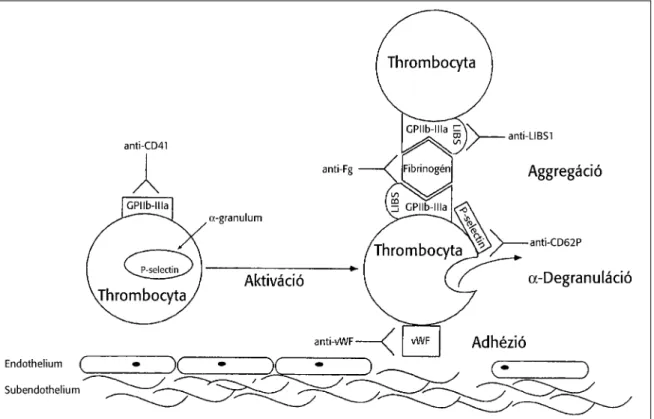 2. ábra: A thrombocyta aktiváció során bekövetkező legfontosabb folyamatok (Gawaz M. és munkatársai  alapján)