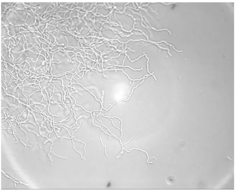 1.7. ábra. A Streptomyces coelicolor elágazásai (University of Arizona).