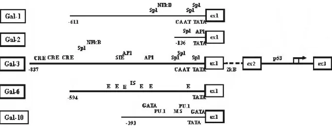 1.4. Ábra. A Gal-1 röntgen krisztal- krisztal-lográfiás képe. [2] 
