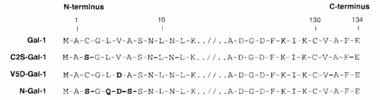 1.7. Ábra. A natív és a mutáns Gal-1 N- és C terminális szekvenciái [3]. 