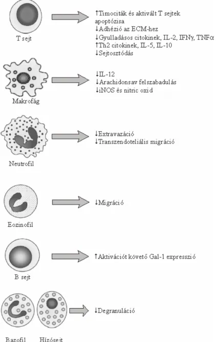 1.8. Ábra. GAL-1 hatása a fehérvérsejt funkcióra.