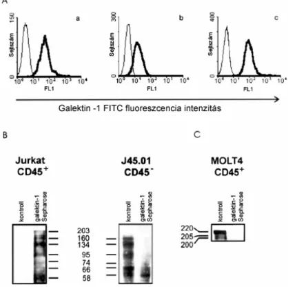 3.1. Ábra. Gal-1 kötődik a CD45 receptor tirozin foszfatázhoz.  (A) Jurkat (a), CD45 hiányos Jurkat  (b) és MOLT-4 (c) sejteket 1 órán keresztül 4 o C-on 3,6 µM gyel inkubáltunk, a kötődött  Gal-1-et citofluorimGal-1-etriával analizáltuk
