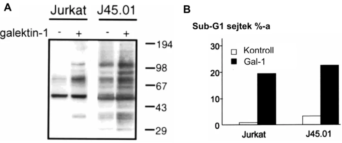 3.5. Ábra. A Gal-1 tirozin foszforilációt és apoptózist stimulál a CD45 hiányos Jurkat sejtekben is