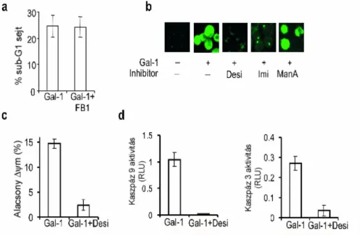 3.9. Ábra. A ceramid feszabadulás a savas sfingomielináz aktivitásának köszönhető és a Gal-1 indukált  apoptózis központi lépése