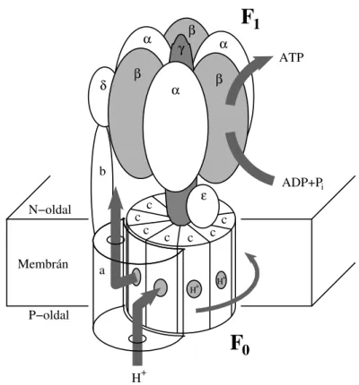 1.2. ábra. Az ATP-szintáz sematikus képe. Ez a fehérje két, egymással szembekapcsolt forgó motorból áll: az F 0 „proton turbinából” és az F 1 ATP-áz motorból