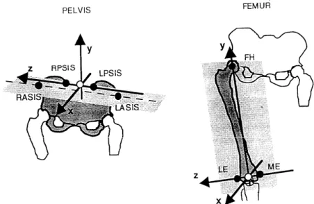 Figure 1.16. Anatomical frame construction for the pelvis and femur. CAMARC recommendation