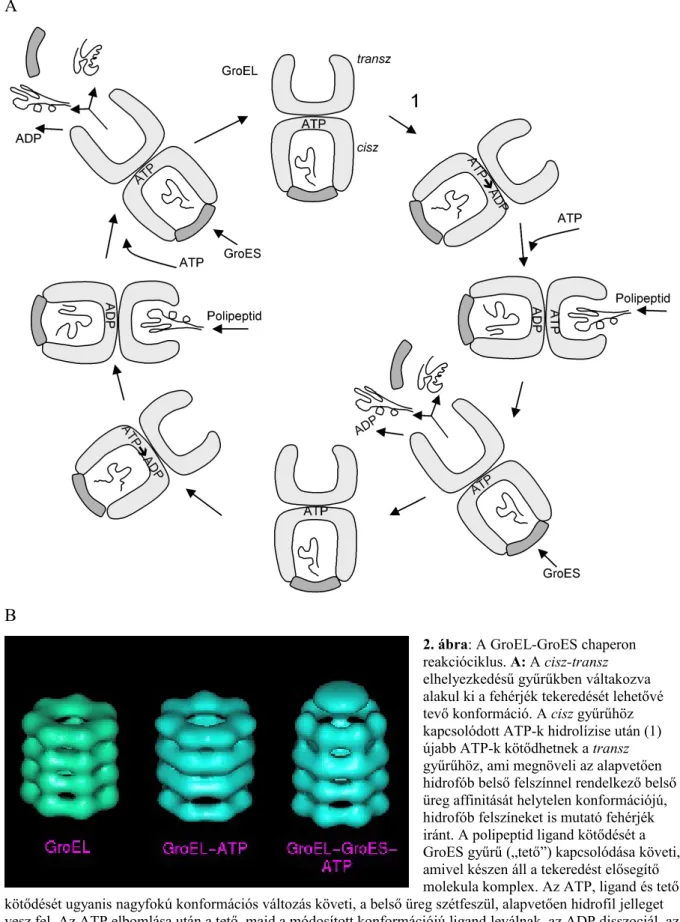 2. ábra: A GroEL-GroES chaperon  reakcióciklus. A: A cisz-transz  elhelyezkedésű gyűrűkben váltakozva  alakul ki a fehérjék tekeredését lehetővé  tevő konformáció