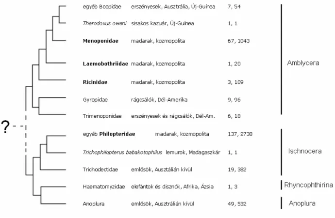 1. ábra. A tetvek fontosabb taxonjai, gazdaállataik (madarak és emlősök külön feltüntetve),  az  ismert  génuszok  és  fajok  száma,  végül  a  négy  alrend  helyzete