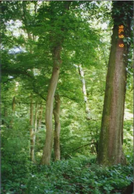 ami fokozottan védett terület a Szigetközi     40. ábra: gyertyános-tölgyes (Derék-erdő)