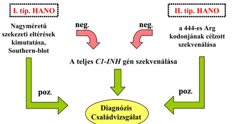 8. ábra  A HANO-betegeknél végzett genetikai vizsgálatok általunk alkalmazott protokolljának sémája