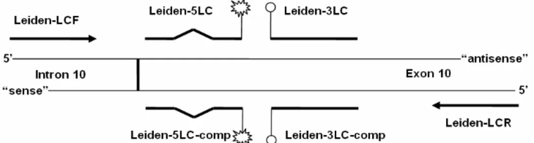 cikk) a FV Leiden mutáció kimutatási rendszerhez az 1. ábra sémáján feltüntetett nem  jelölt (amplifikációs), illetve jelölt (hibridizációs) oligonukleotidokat használtuk