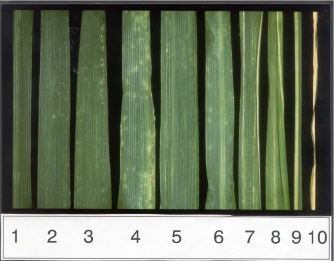 22. ábra A 10-es skála különböző skálaértékeit mutató növények 