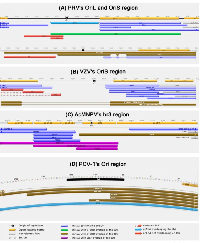 Figure 3. Replication-Associated Transcripts. A large variety of raRNAs have been evolved in various viruses