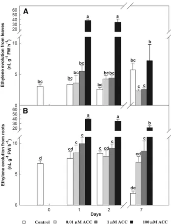 Fig. 1    ET production of leaves (a) and roots (b) of tomato plants  exposed to 0.01 (grey bars), 1.0 (deep grey bars) and 100 µM ACC  (black bars)
