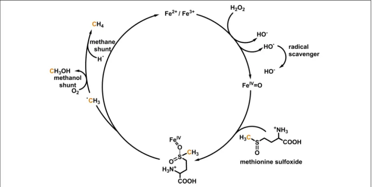 FIGURE 1 | Simplified mechanism for oxo-iron(IV)-based formation of methane and methanol from methionine sulfoxide