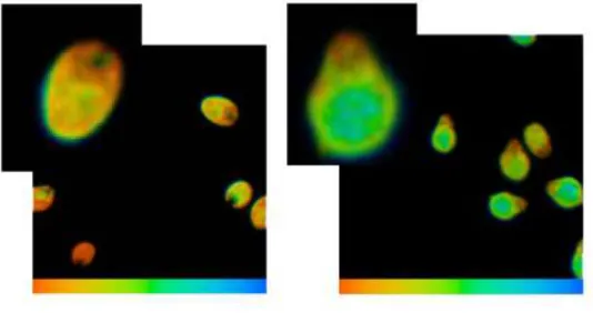 Fig. 6. Fluorescence lifetime microscopy images of  D. tertiolecta cells  in  the  control (left) and in  1,000 g/L of cadmium (right)