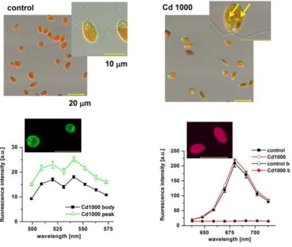 Fig. 7. Combined confocal images of D. tertiolecta cells (top) in the control (left) and in 1,000 g/L  of cadmium (right) (see Fig