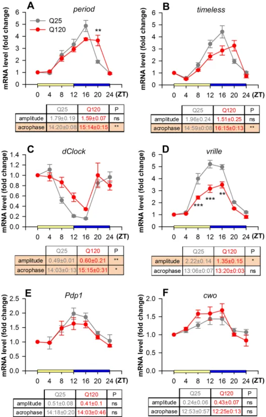 Figure 2.  Circadian “clock” gene expression is impaired in flies expressing HTTex1Q120 under the control  of perGAL4