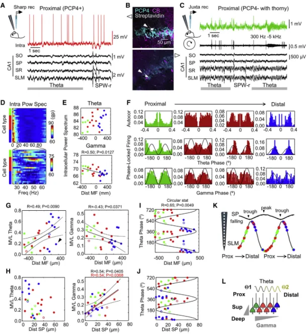 Figure 3. Proximodistal Differences of Theta and Gamma Activity of CA2 Pyramidal Cells