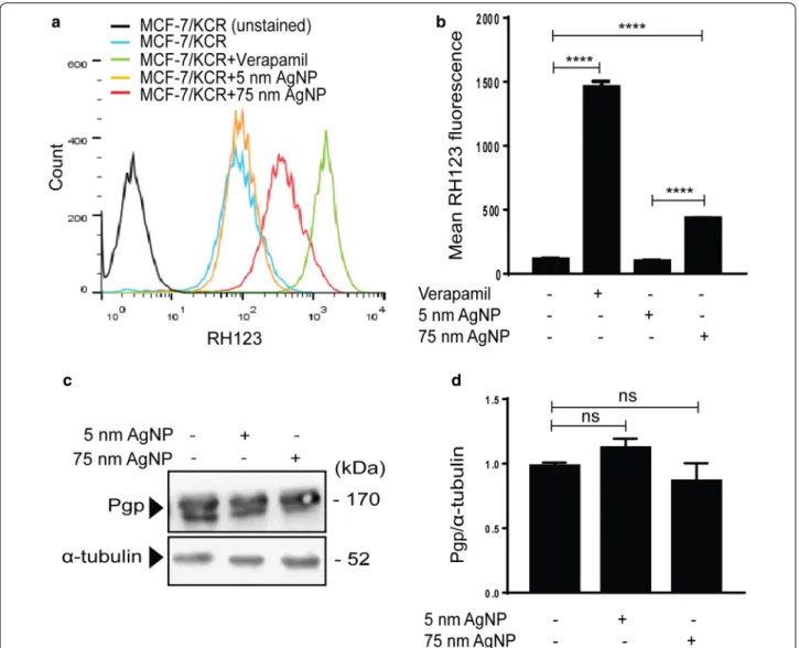 Fig. 2  Treatments with 75 nm AgNPs reduce the efflux activity of drug-resistant MCF-7/KCR cells without causing significant changes in Pgp  expression level