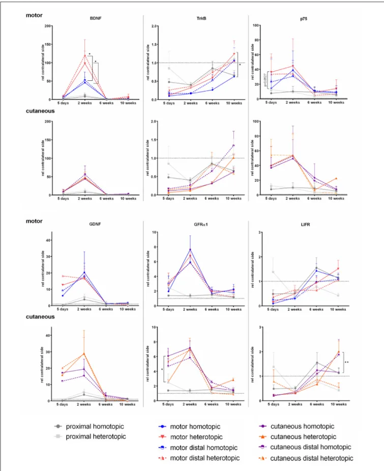 FIGURE 8 | Normalized mRNA levels of neurotrophic factors and receptors after homotopic or heterotopic autografting relative to contralateral side