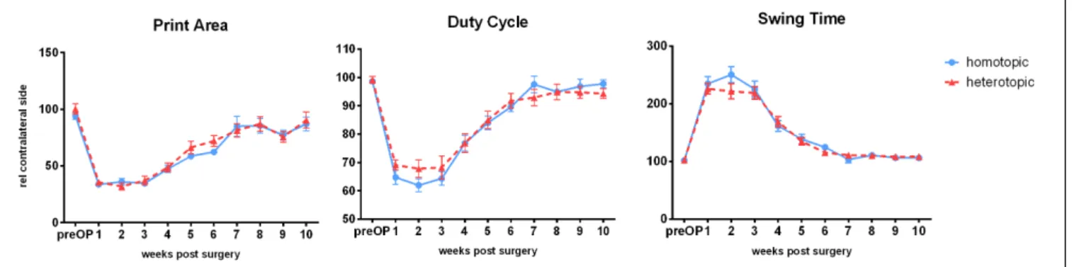 FIGURE 2 | Weekly Catwalk automated gait analysis after homotopic or heterotopic autografting: All three parameters showed injury-dependent changes and recovered over the observation period of 10 weeks ad integrum