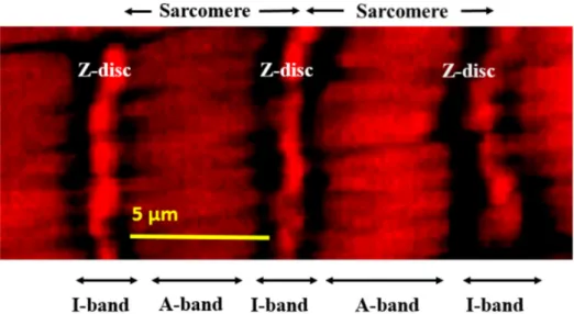 Figure 2. Regular sarcomere units within an oviductal muscle fiber demonstrated at high resolution  by fluorescence confocal microscopy and actin staining by phalloidin