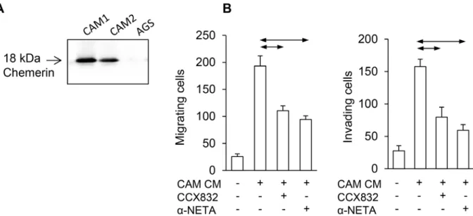 Figure 2: Chemerin mediates myofibroblast effects on AGS cancer cells.  (A) Western blot shows expression of chemerin in  two different gastric cancer-associated myofibroblasts (CAM1 and CAM2) but not AGS cells