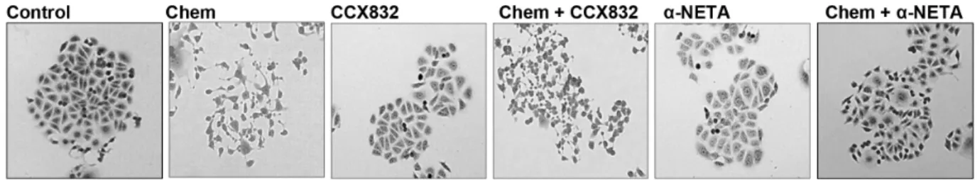 Figure 3: Chemerin induces a morphological transformation of AGS cells.  (A) representative images of sub-confluent AGS  cells showing that chemerin (Chem, 10 nM) induces cell scattering and extension of processes which is reduced by addition of CCX832  (1