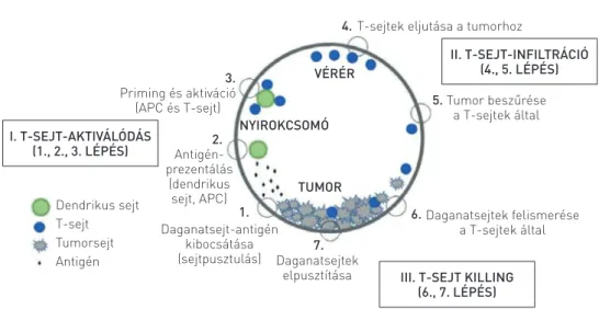 1. ÁBRA. A daganatellenes immunválasz kialakulásának lépései. Chen és Mellman (5) alapján a szerzők által  módosítva és szerkesztve (APC: antigénprezentáló sejt)